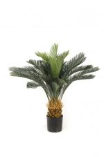 Cycas revoluta 90cm